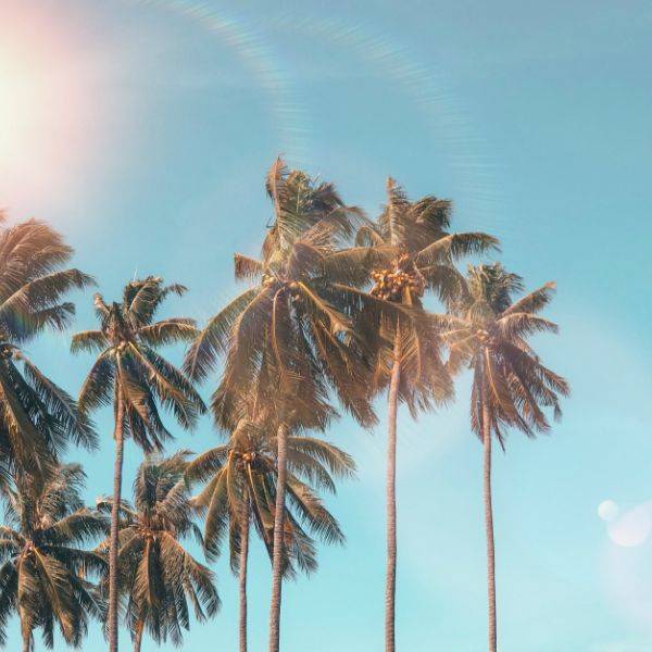 Palm three